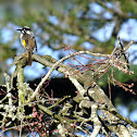 New Holland Honey Eater
