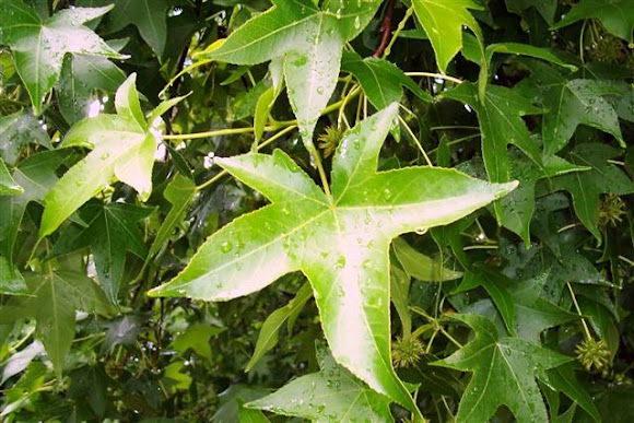 Spotting Image 1