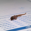 Flat-tailed House Gecko