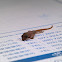 Flat-tailed House Gecko