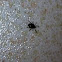 Deer tick