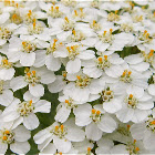 Yarrow