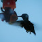 Ruby-throated Hummingbird
