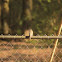 Eastern Pheobe