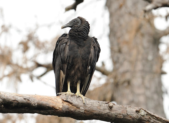 Spotting Image 1