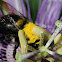Maypop/Passion Flower