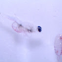 Mysid and Copepod