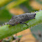 Glassy-winged Sharpshooter (nymph)
