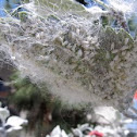 Whiteflies