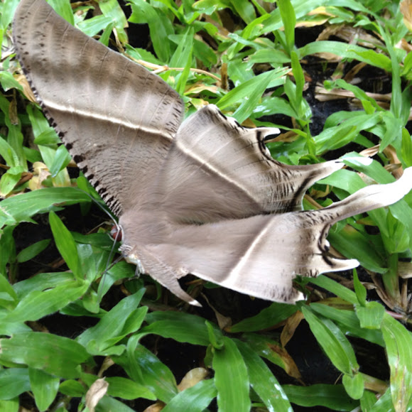 Spotting Image 1