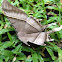 Uranid Moth