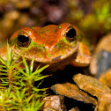 Gastrotheca sp.