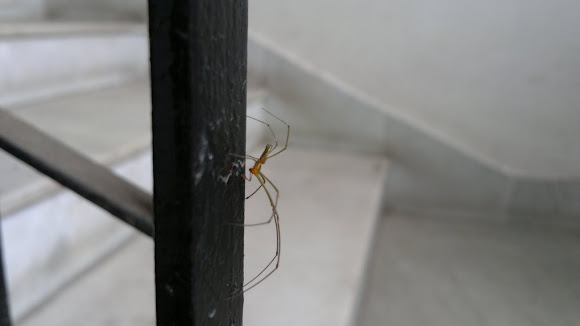 Spotting Image 1