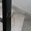 Daddy Long-Legs Spider