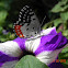 Red Pierrot