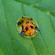 tortoise shell beetle