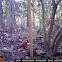 Red Cardinal