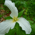 Trillium flowers
