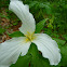 Trillium flowers