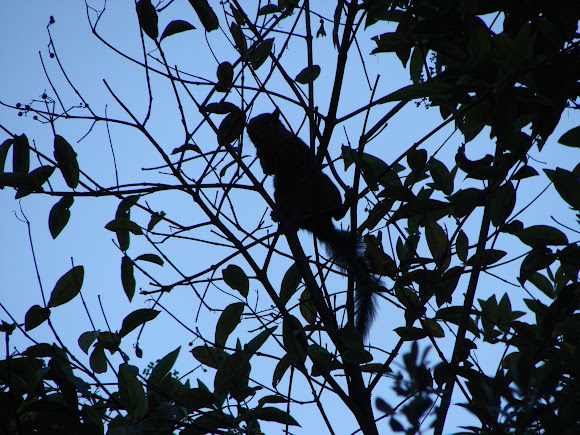 Spotting Image 1