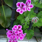 Geranio (es) Geranium (en) Xeranio (ga)
