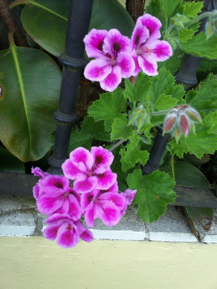 Spotting Image 1