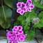 Geranio (es) Geranium (en) Xeranio (ga)