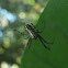Orchard Orbweaver