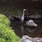 Blue Heron