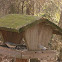 Tufted Titmouse