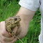 American Toad