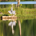 Great Blue Heron
