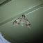 Virginia Creeper Sphinx
