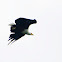 African Fish Eagle