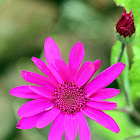 African Daisy