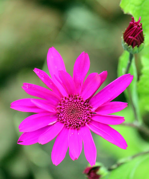 Spotting Image 1