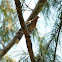 white-winged dove