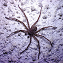 Huntsman spider