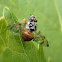 Mediterranean fruit fly.