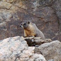 Yellow-bellied Marmot