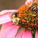 Bumble Bee
