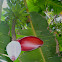 banano flor y fruto