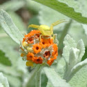Yellow Crab Spider/ Flower Spider