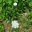 Queen Anne's Lace