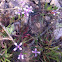 Purple mustard