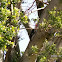 Pileated Woodpecker