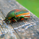 Green June Beetle