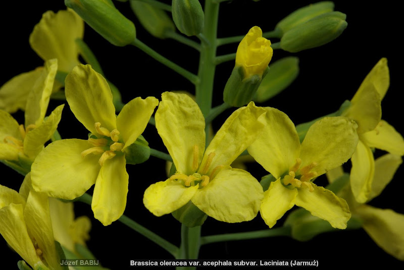 Brassica oleracea var. sabellica flowers - Jarmuż kwiaty 