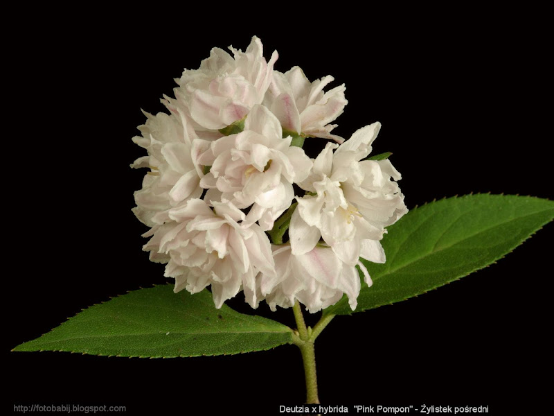 Deutzia x hybrida 'Pink Pompon' inflorescence - Żylistek pośredni kwiatostan 