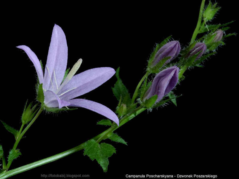 Campanula Poscharskyana flower and flowers buds - Dzwonek Poszarskiego kwiat i pąki kwiatowe